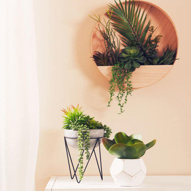 White Cement Pot Succulent | Fiori