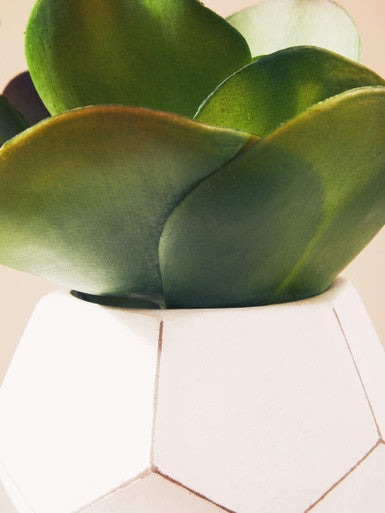 White Cement Pot Succulent | Fiori