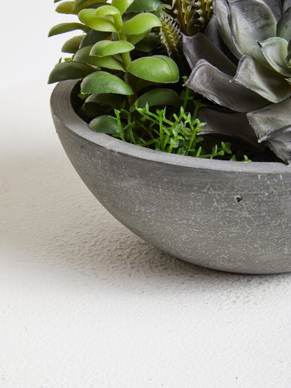Mixed Succulent in Stone Effect Pot | Fiori