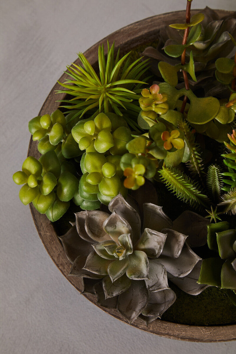 Mixed Succulent in Stone Effect Pot | Fiori