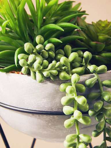 Mixed Succulent with Metal Stand | Fiori