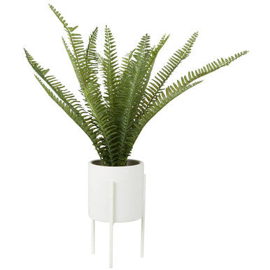 Fern in White Cement Pot on Stand | Fiori