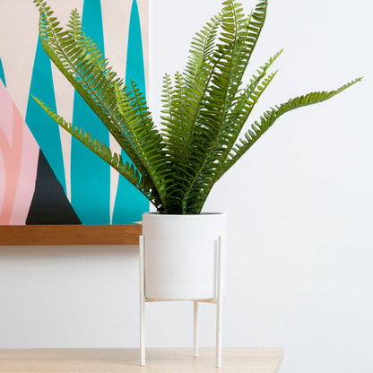 Fern in White Cement Pot on Stand | Fiori