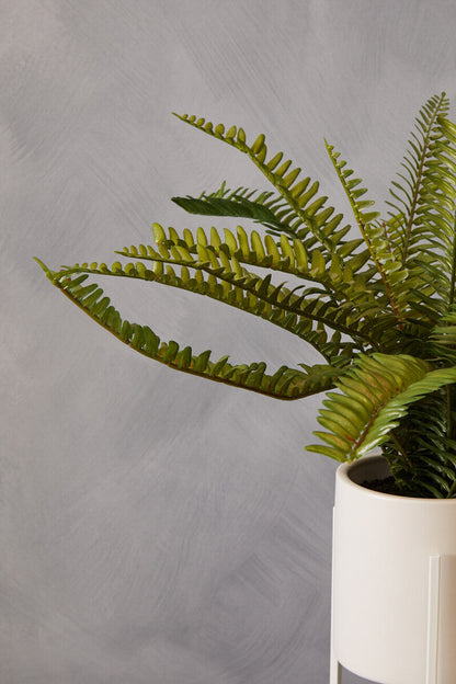 Fern in White Cement Pot on Stand | Fiori