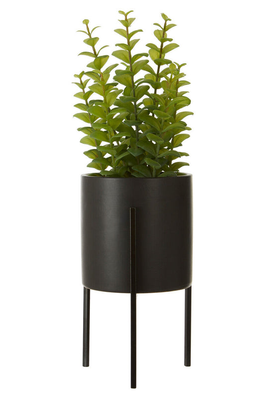 Thyme in Black Pot with Stand | Fiori