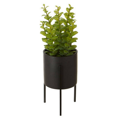 Thyme in Black Pot with Stand | Fiori