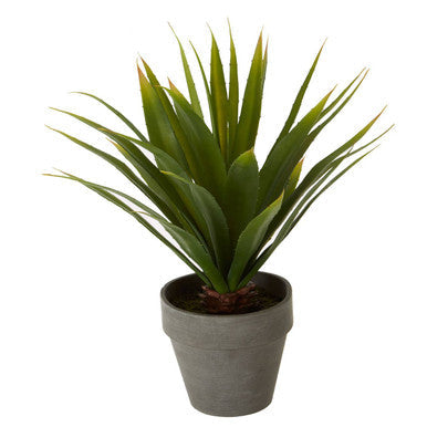 Agave Succulent in Grey Pot | Fiori