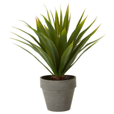 Agave Succulent in Grey Pot | Fiori