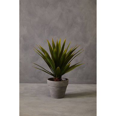 Agave Succulent in Grey Pot | Fiori