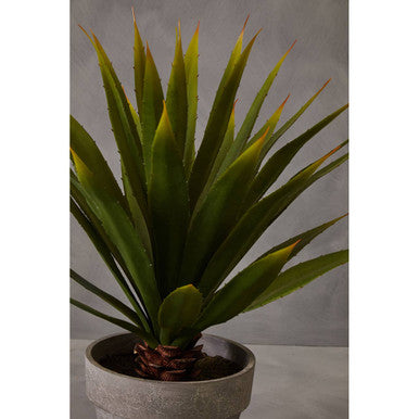 Agave Succulent in Grey Pot | Fiori