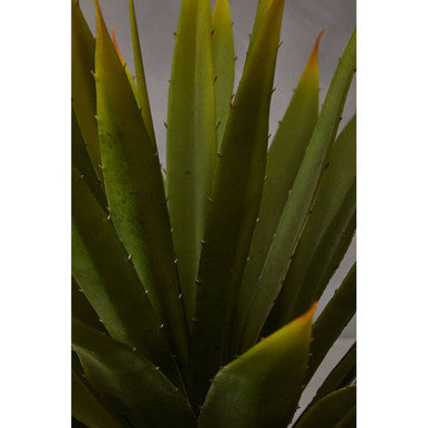 Agave Succulent in Grey Pot | Fiori