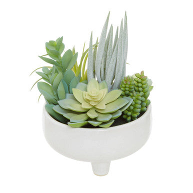 Mixed Succulents in Large Ceramic Pot | Fiori