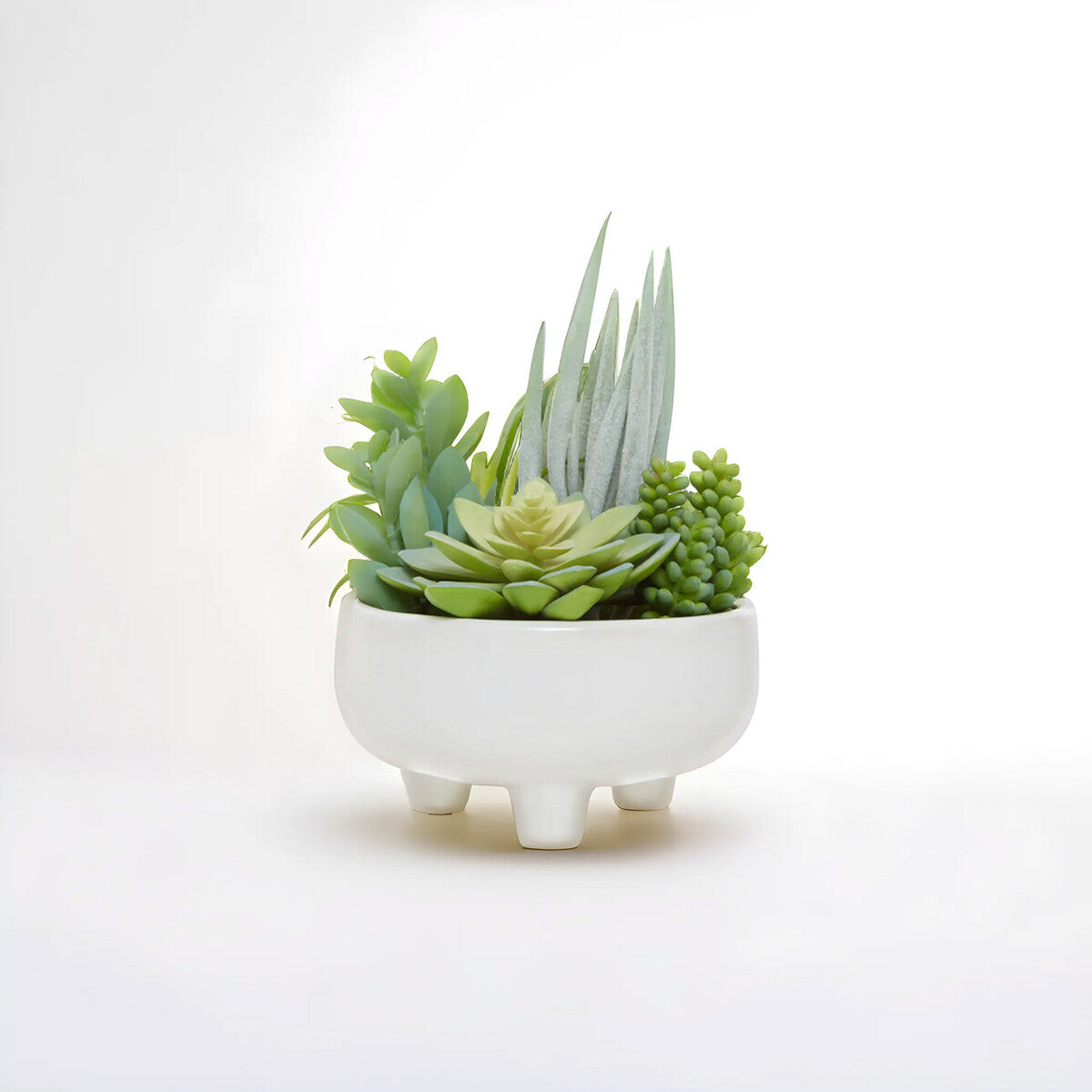 Mixed Succulents in Large Ceramic Pot | Fiori