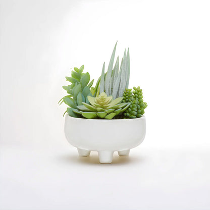 Mixed Succulents in Large Ceramic Pot | Fiori
