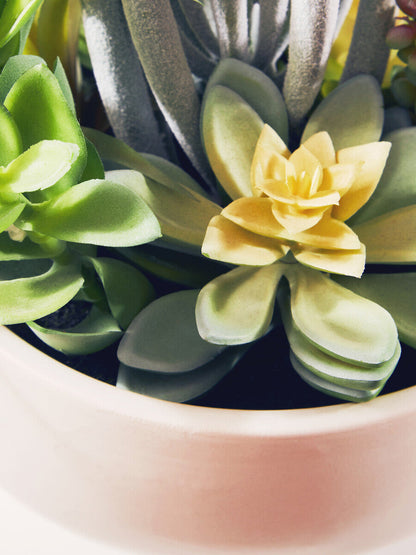 Mixed Succulents in Large Ceramic Pot | Fiori