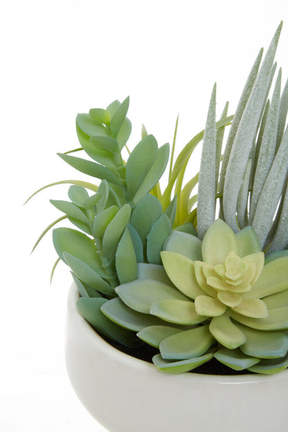 Mixed Succulents in Large Ceramic Pot | Fiori