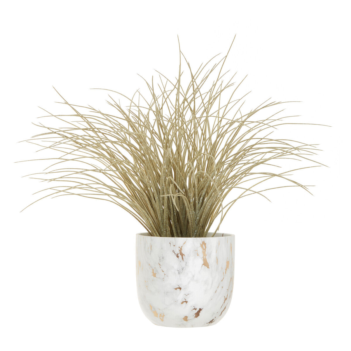 Grass Plant in a Pot | Fiori