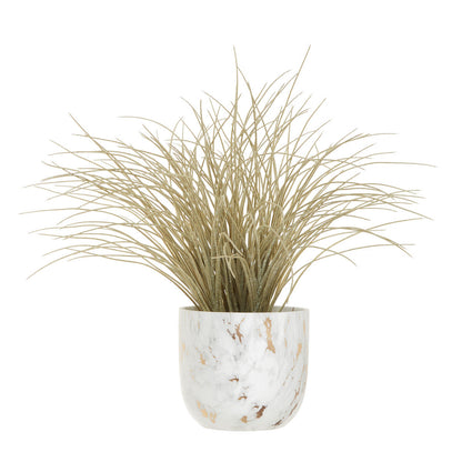 Grass Plant in a Pot | Fiori