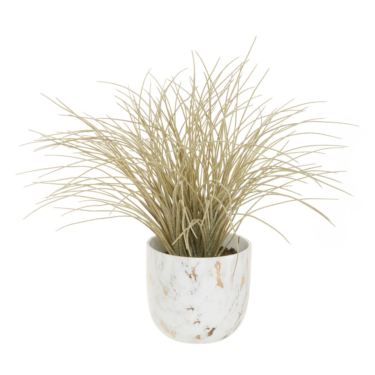 Grass Plant in a Pot | Fiori