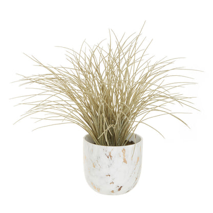 Grass Plant in a Pot | Fiori