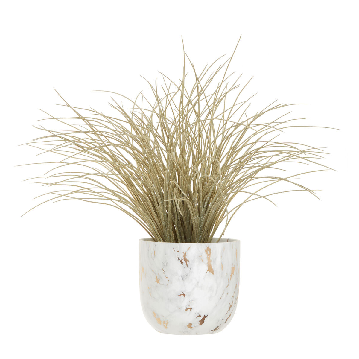 Grass Plant in a Pot | Fiori