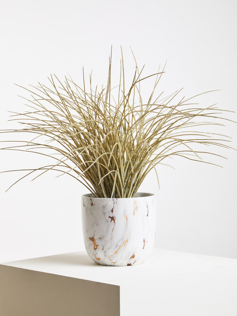 Grass Plant in a Pot | Fiori