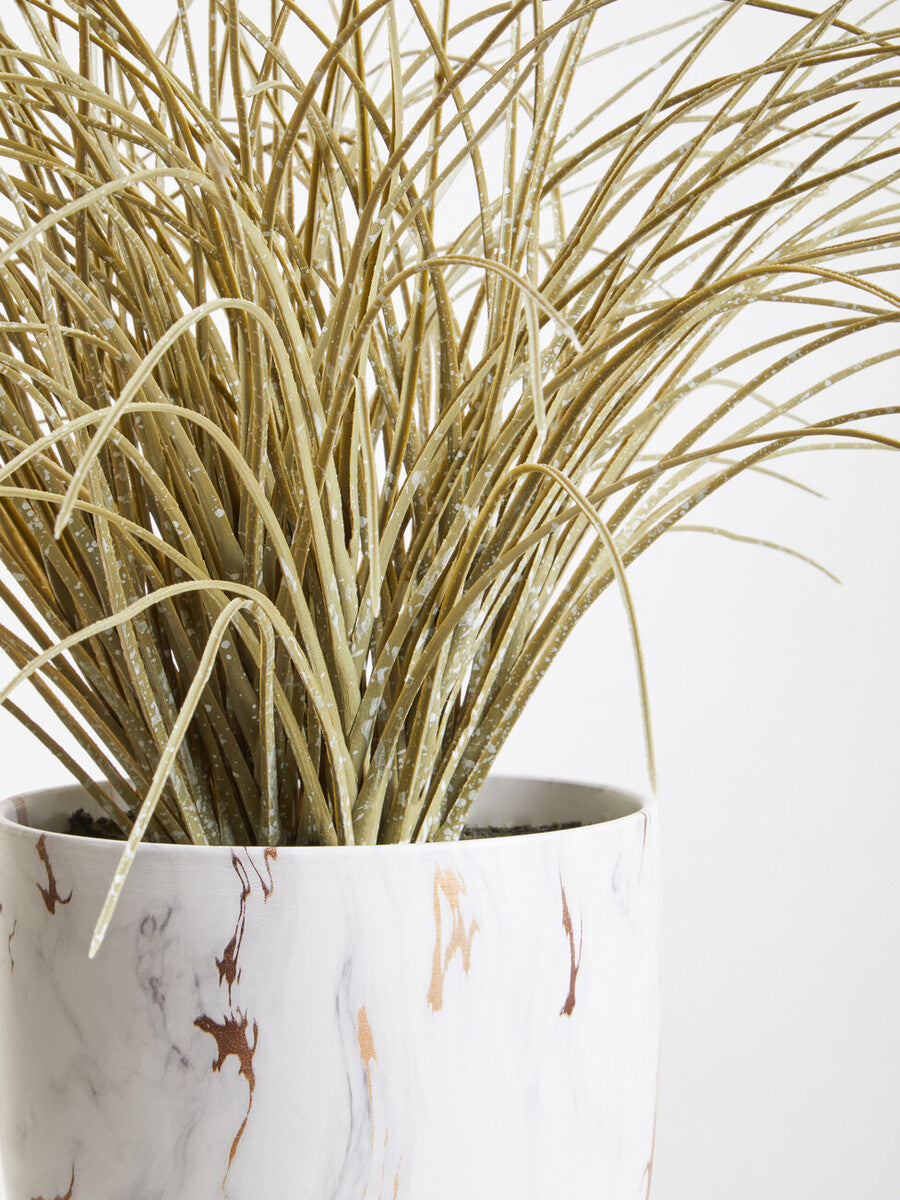Grass Plant in a Pot | Fiori