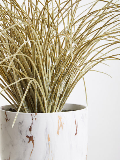 Grass Plant in a Pot | Fiori