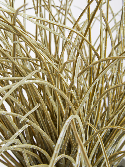 Grass Plant in a Pot | Fiori