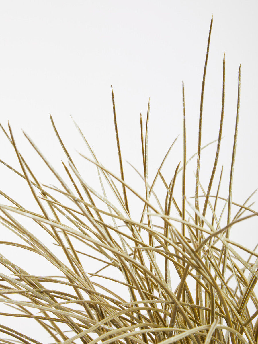 Grass Plant in a Pot | Fiori