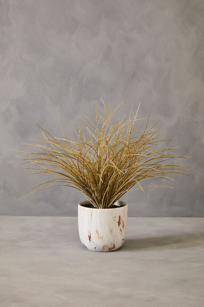 Grass Plant in a Pot | Fiori