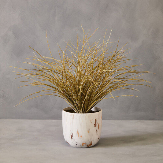 Grass Plant in a Pot | Fiori