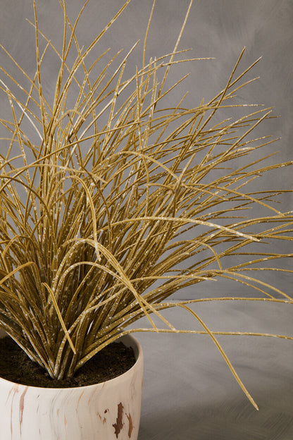 Grass Plant in a Pot | Fiori