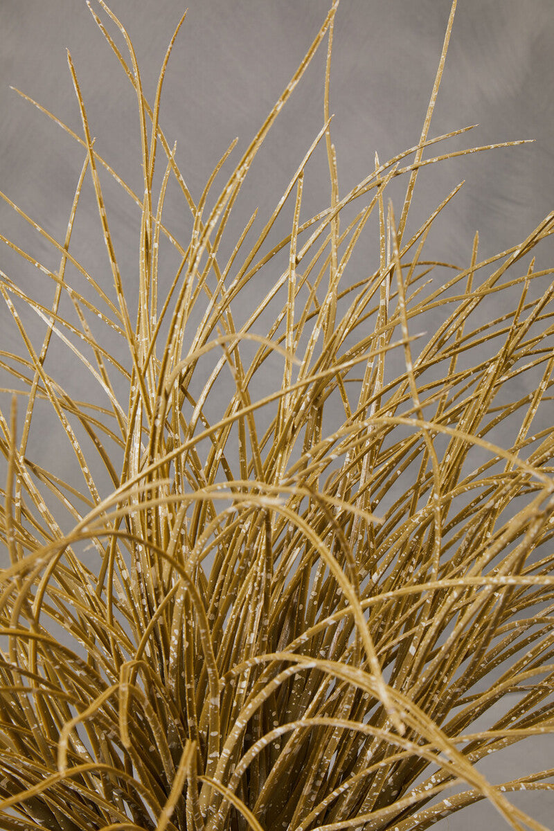Grass Plant in a Pot | Fiori
