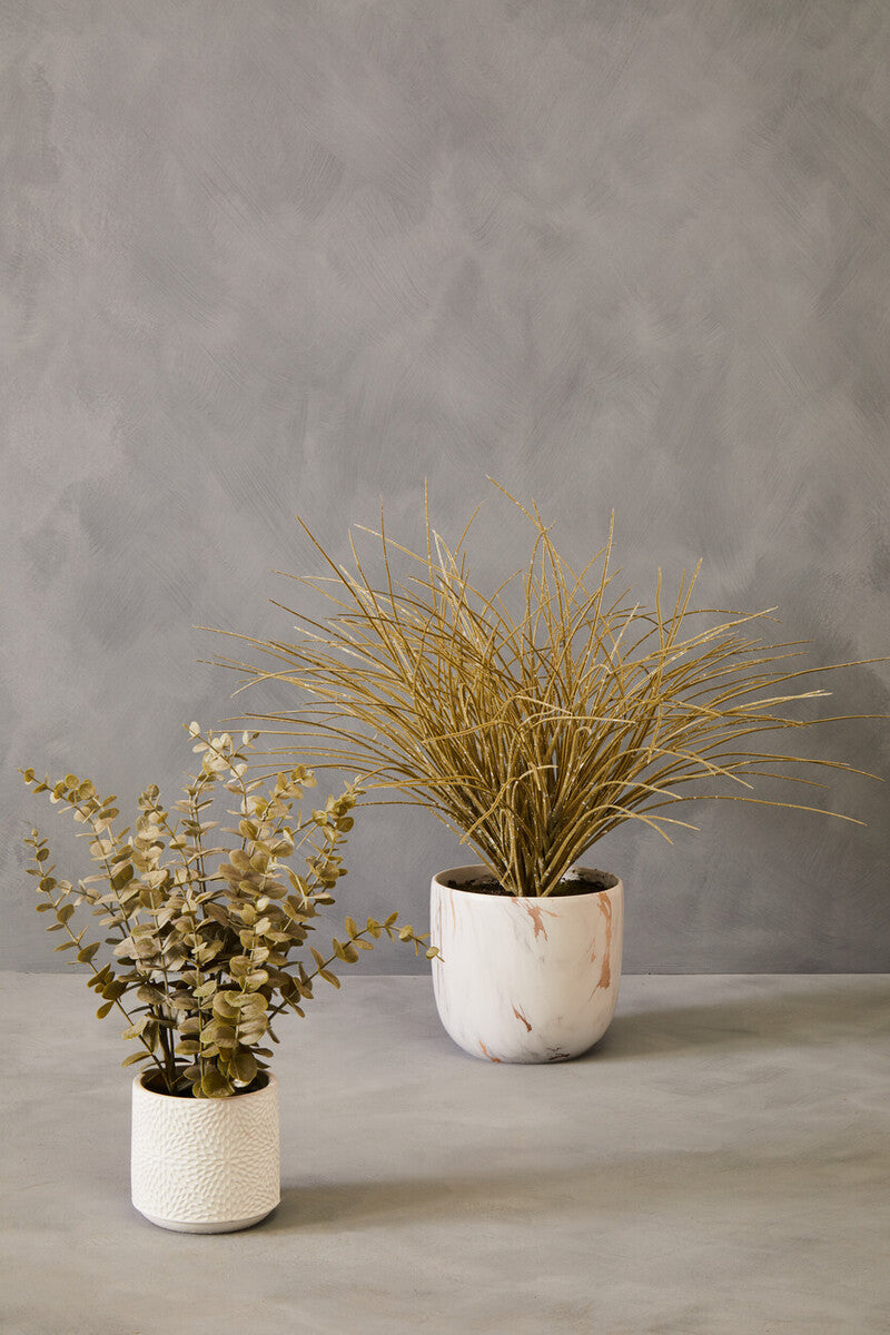 Grass Plant in a Pot | Fiori