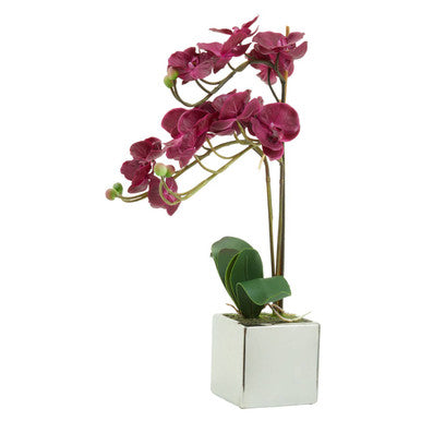 Purple Orchid in Silver Pot | Fiori