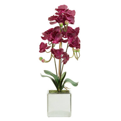 Purple Orchid in Silver Pot | Fiori