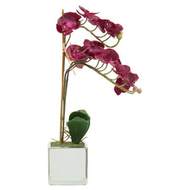 Purple Orchid in Silver Pot | Fiori