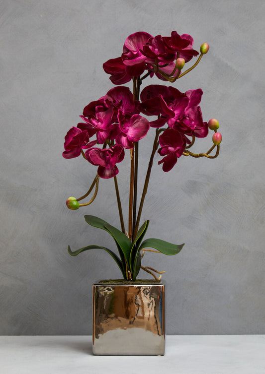 Purple Orchid in Silver Pot | Fiori