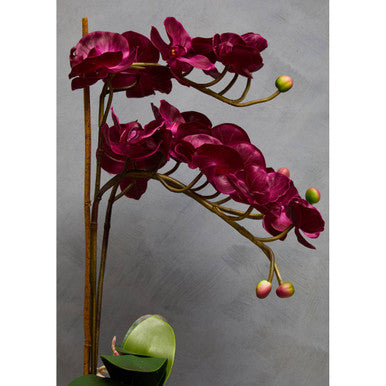 Purple Orchid in Silver Pot | Fiori