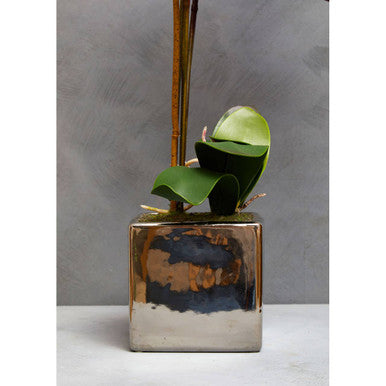 Purple Orchid in Silver Pot | Fiori