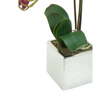 Purple Orchid in Silver Pot | Fiori