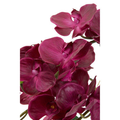Purple Orchid in Silver Pot | Fiori