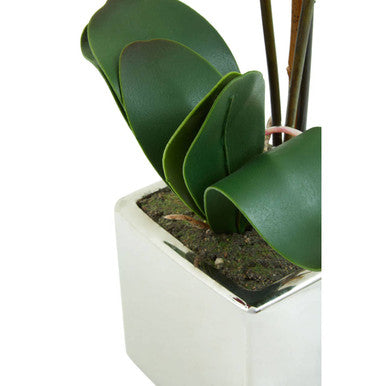 Purple Orchid in Silver Pot | Fiori