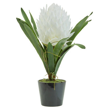 White Tropical Plant in Black Pot | Fiori