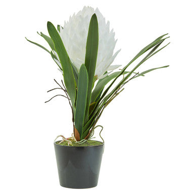 White Tropical Plant in Black Pot | Fiori