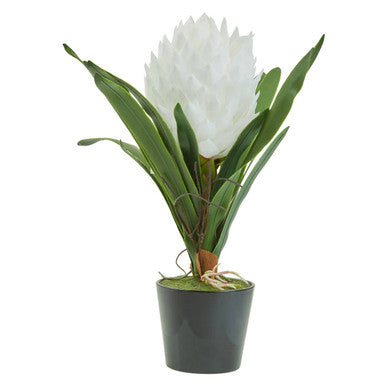 White Tropical Plant in Black Pot | Fiori