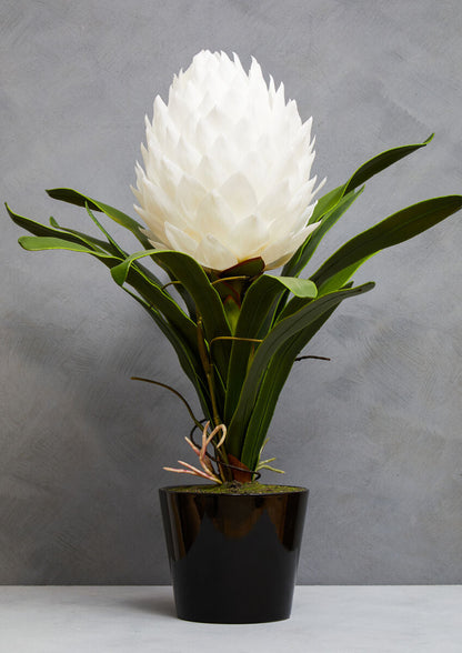 White Tropical Plant in Black Pot | Fiori