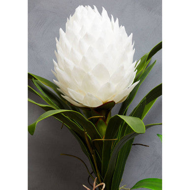 White Tropical Plant in Black Pot | Fiori