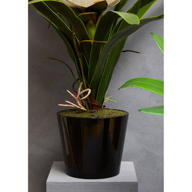 White Tropical Plant in Black Pot | Fiori